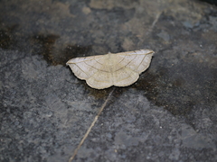 Entomogramma fautrix