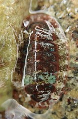 Dendrochiton flectens