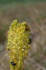Eremurus fuscus