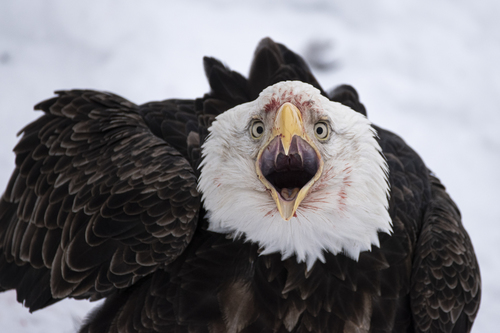 Northern Bald Eagle photographed in Alaska