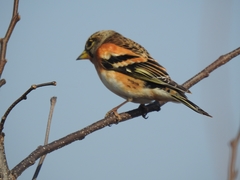 Fringilla montifringilla