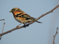 Fringilla montifringilla