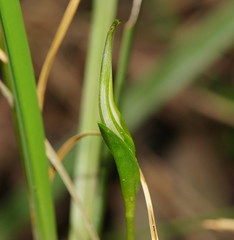 Pterostylis falcata