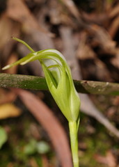 Pterostylis falcata
