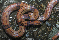 Oreocryptophis porphyraceus