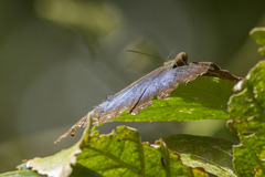 Morpho helenor narcissus