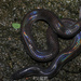 Hainan Sunbeam Snake - Photo (c) guliwu_island, some rights reserved (CC BY-NC), uploaded by guliwu_island