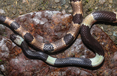 Lycodon liuchengchaoi