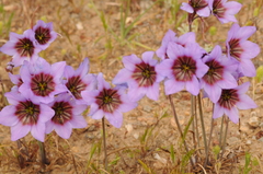 Leucocoryne purpurea