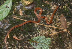 Sinomicrurus kelloggi