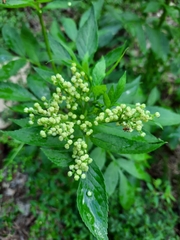 Sambucus australasica