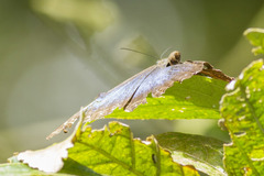 Morpho helenor narcissus