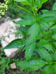 Sambucus australasica