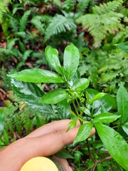 Sambucus australasica