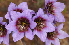 Leucocoryne purpurea