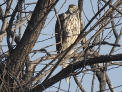 Accipiter gentilis