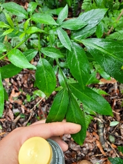 Sambucus australasica