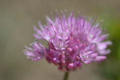 Allium pallasii