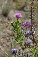 Allium pallasii