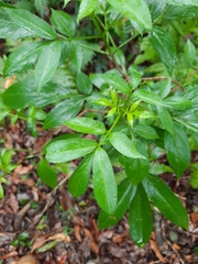 Sambucus australasica