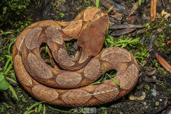 Deinagkistrodon acutus