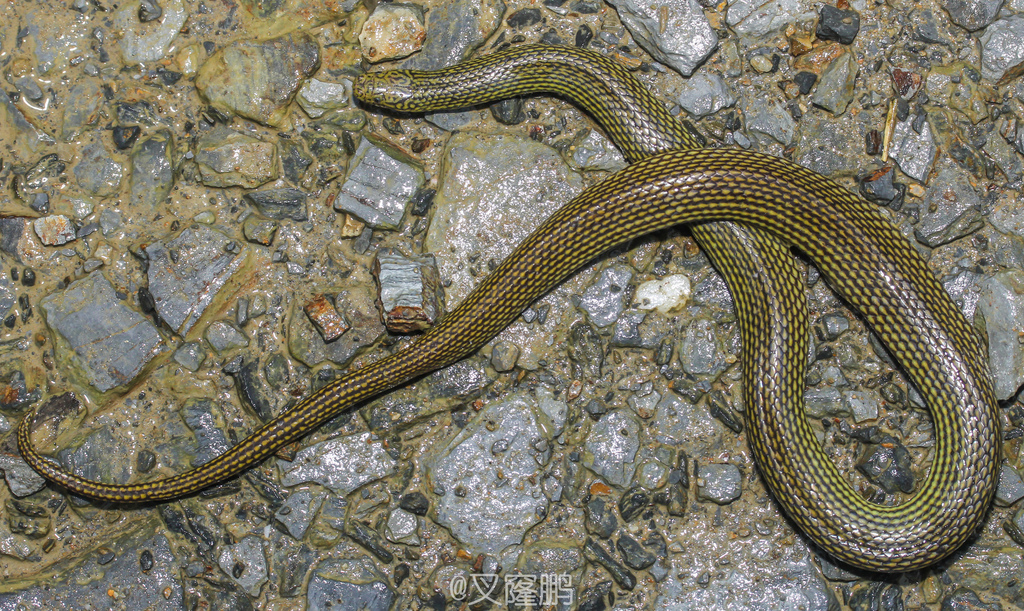 Zhao's Mountain Stream Snake