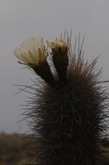 Trichocereus