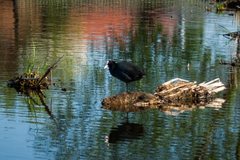 Fulica atra