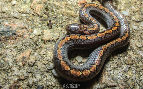 Photo of a Assam Kukri Snake (Oligodon catenatus)