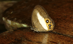 Splendeuptychia aurigera