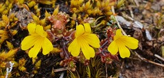 Euphrasia cockayneana