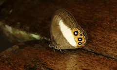 Splendeuptychia aurigera