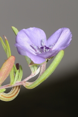 Clarkia tenella