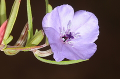 Clarkia tenella