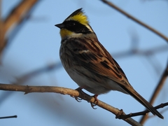 Emberiza elegans