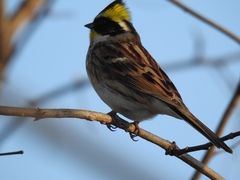 Emberiza elegans