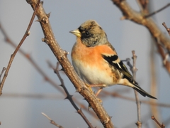 Fringilla montifringilla