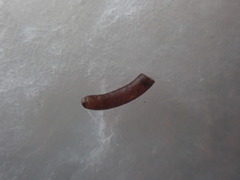 Caecum