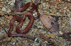 Sinomicrurus macclellandi
