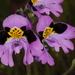 Schizanthus carlomunozii - Photo (c) aacocucci, some rights reserved (CC BY-NC), uploaded by aacocucci