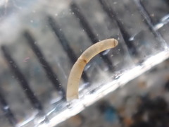 Caecum