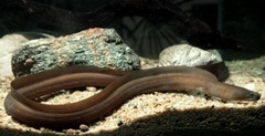 Slender Giant Moray photo 1