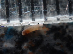 Caecum