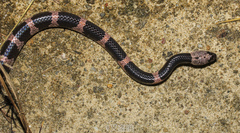 Lycodon futsingensis