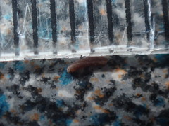 Caecum