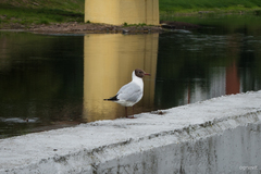 Chroicocephalus ridibundus
