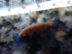 Caecum