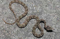 Protobothrops cornutus