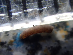 Caecum