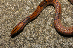 Oreocryptophis porphyraceus